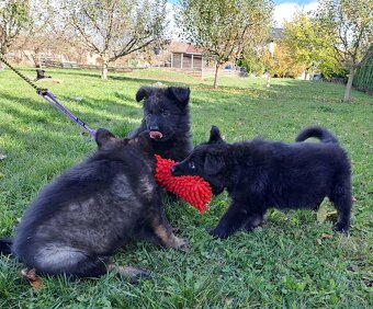 Německý ovčák - štěňata - 10