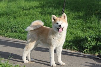 Akita s PP - 10