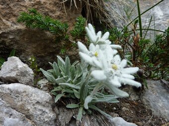 Prodám skalničky,trvalky a zahr.orchideje. - 10