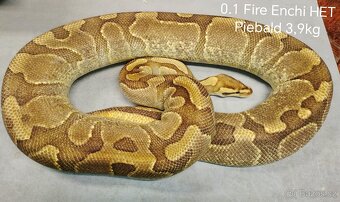 Krajta královská subadult a adult - 10