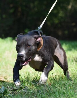 Apbt s PP - 10