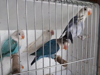 Agapornis fischeri - 10