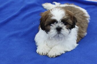 Shih-tzu, Shih tzu, si cu bez pp - 10