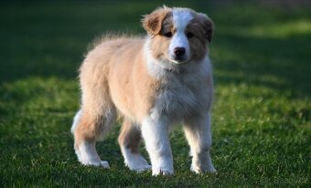Border Collie / Border Kólia s PP - 10