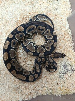 Krajta královská Dospělá chovná skupina - 10