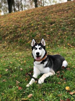 🐾 ŠTĚŇÁTKA HUSKY NA PRODEJ – HLEDÁME MILUJÍCÍ DOMOVY ❤️ - 10