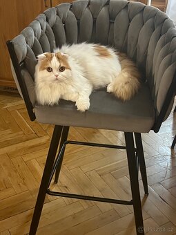 Kocour k nakrytí - 10