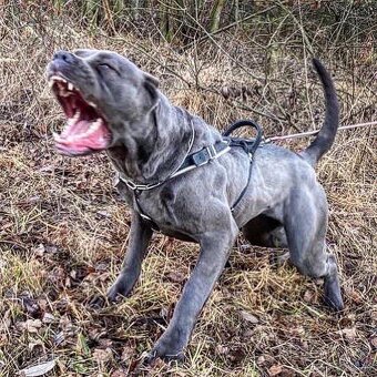Bandog - 10