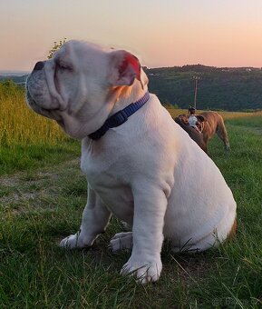 Anglický buldog na prodej. - 10