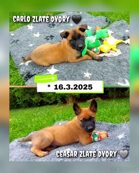 Belgický ovčák Malinois s PP - štěňata 8.týdnů - 10