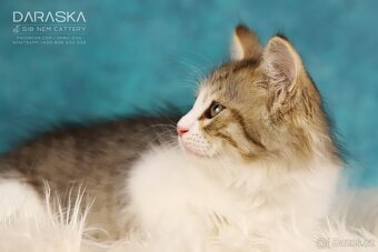 Sibiřská kočka - koťátka s PP - 10