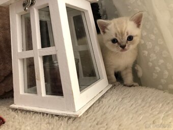 Čistokrevná britská krátkosrstá koťata po rodičích s PP - 10