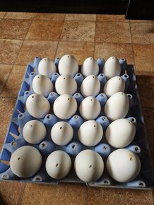 Paví / husí vejce na Velikonoce - 10