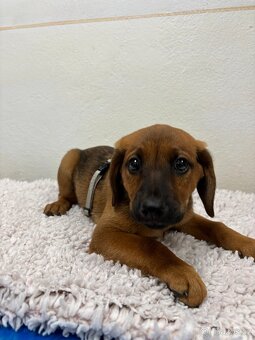 Štěňátko Freya hledá domov - 10