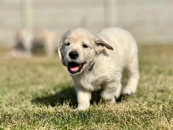 Zlatý Retriever šteniatka s PP - 10