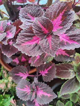 Coleus - 10