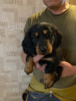 Jezevčík dlouhosrstý trpasličí - 10