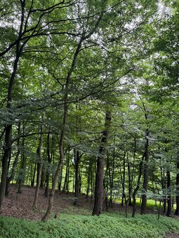 Prodám lesní pozemky v k.ú. Bohutín nad Moravou - 10