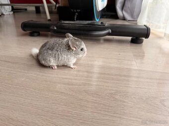 Činčila mládě samičky - 10