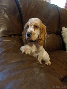 Anglický kokršpaněl barevný pejsek - 10