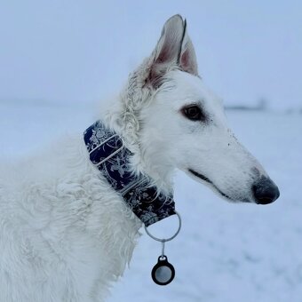 Brokatovy obojek pro chrt greyhound III. - 10