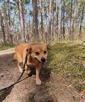 PINGI K ADOPCI - akční veselý mazel, vhodný k dětem - 10