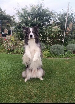 Border kolie s PP, štěňátka - 10