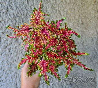 SEMENA Africká okrasná kopřiva Coleus - 10