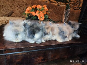 Teddy králíčci zakrslí dlouhosrstí - 10