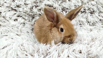 Zakrslý králík, králíček - LILI - 10