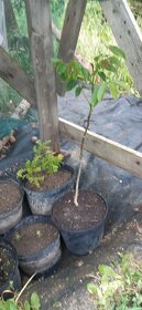 Semena vistárie a katalpy + stromky + vodní rostliny - 10