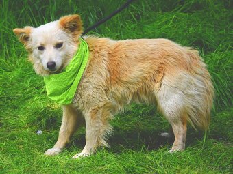 LIVIUS K ADOPCI - 1 ROK, MILÝ,KONTAKTNÍ,VHODNÝ K DĚTEM - 10