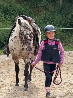 Apaloosa pony - 10