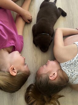 Štěňata Labradorský retrívr - 10