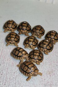 Suchozemské želvy plus komplet vybavená terária - 10