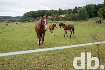 Prodej, Pozemky pro bydlení, 832 m2 - Kamenice - Skuheř - 10