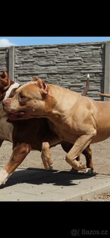 American Bully XL - 10
