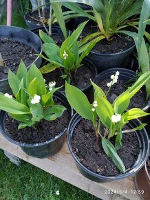 Keře, stromy, trvalky - 10