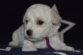 BICHON FRISE - BIŠONEK  s PP - 10