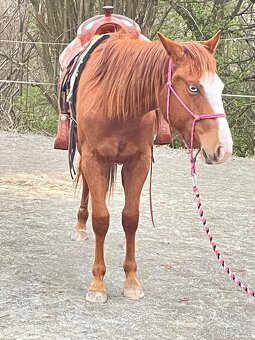 Klisna QH 2 roky - 10