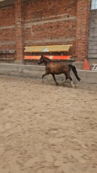 Welsh pony valach,prodej /pronajem - 10