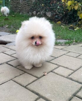 Pomeranian s pp FCI - 10