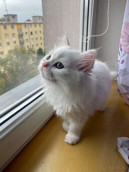 Skotská klapouchá koťata s pp - 10