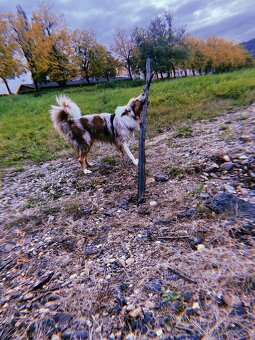 Australský ovčák ke krytí - 10