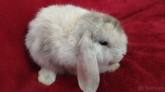 Zakrslý králíček beránek, zakrslý lvíček - 10