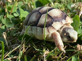 želva zelenavá a vroubená - vitální mláďata - 10