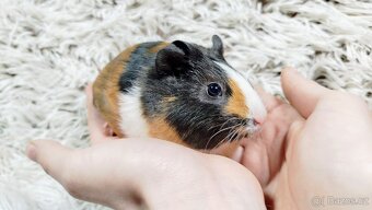 Morče, Morčata, Morčátko, MORČÁTKA -JUSTÝNA A JESSIE - 10