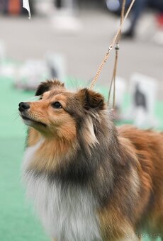 Sheltie dlouhosrsta s PP - kryti - 10