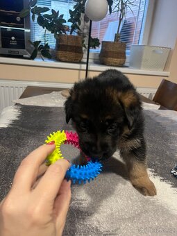 Štěňátka - Německý Ovčák - 10