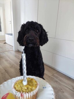 Labradoodle F1B - 10